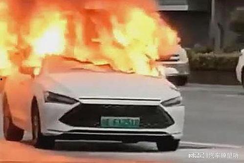 爆料海豚自燃视频大全播放,海豚自燃视频大全引发热议